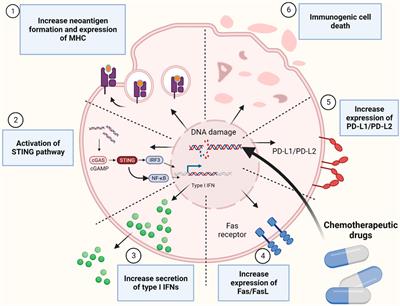 Frontiers | Destabilizing The Genome As A Therapeutic Strategy To ...